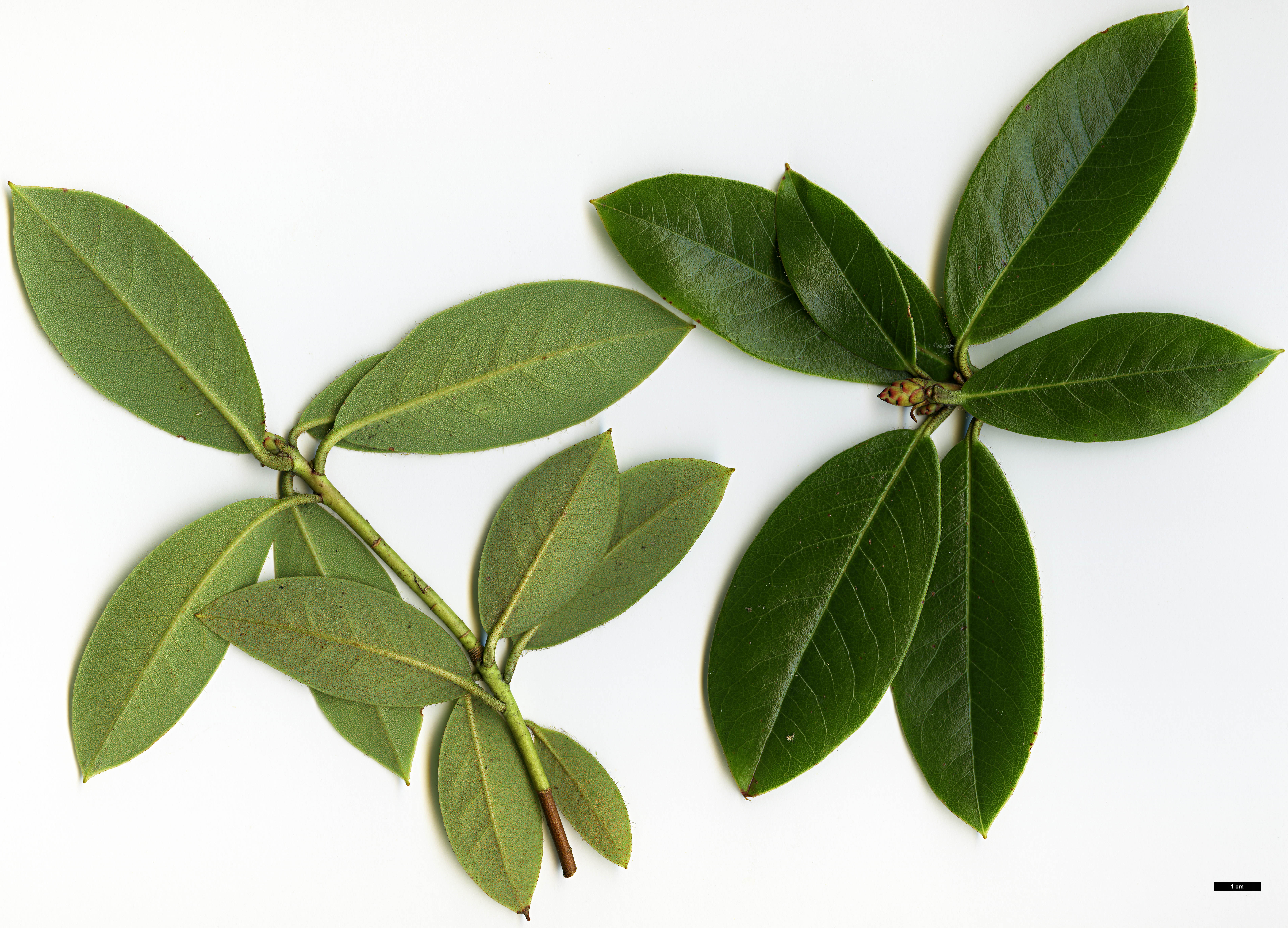 High resolution image: Family: Ericaceae - Genus: Rhododendron - Taxon: chrysodoron